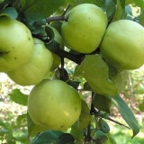 Datumi sadnje stabala jabuka u jesen u centralnoj rusiji